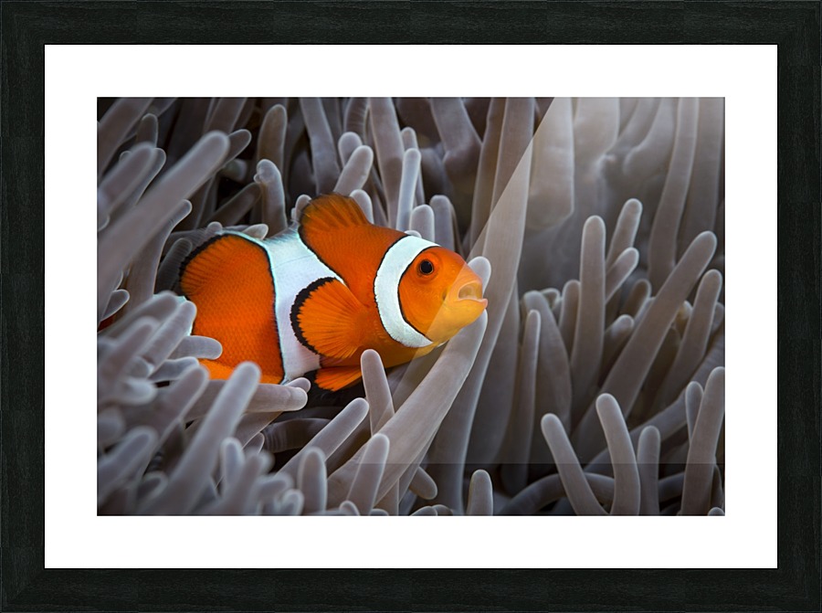 clown fish. 02 Picture Frame print