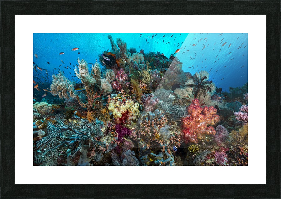 reef 01 Picture Frame print