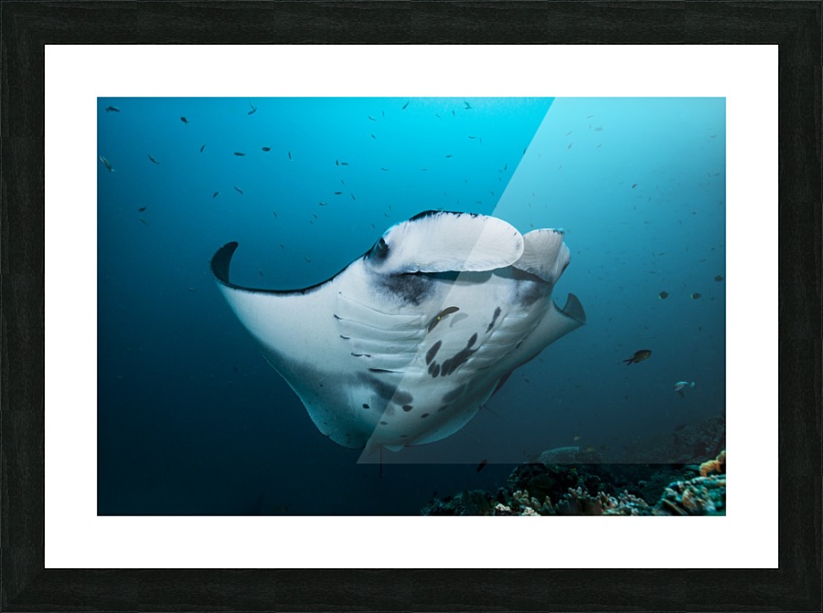 manta ray 02 Picture Frame print