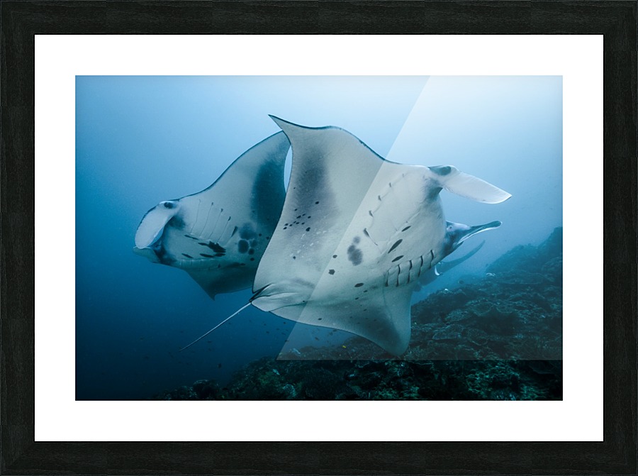 manta ray 01 Picture Frame print
