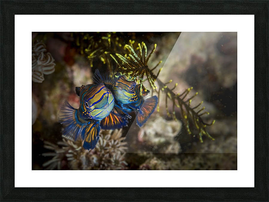 mandarinfish Picture Frame print