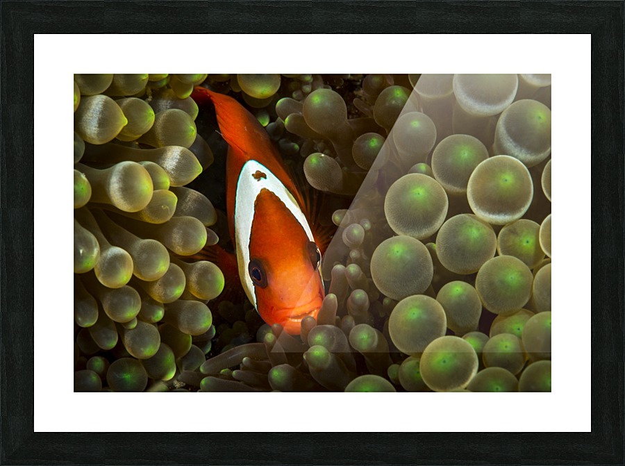 clown fish. 03 Picture Frame print