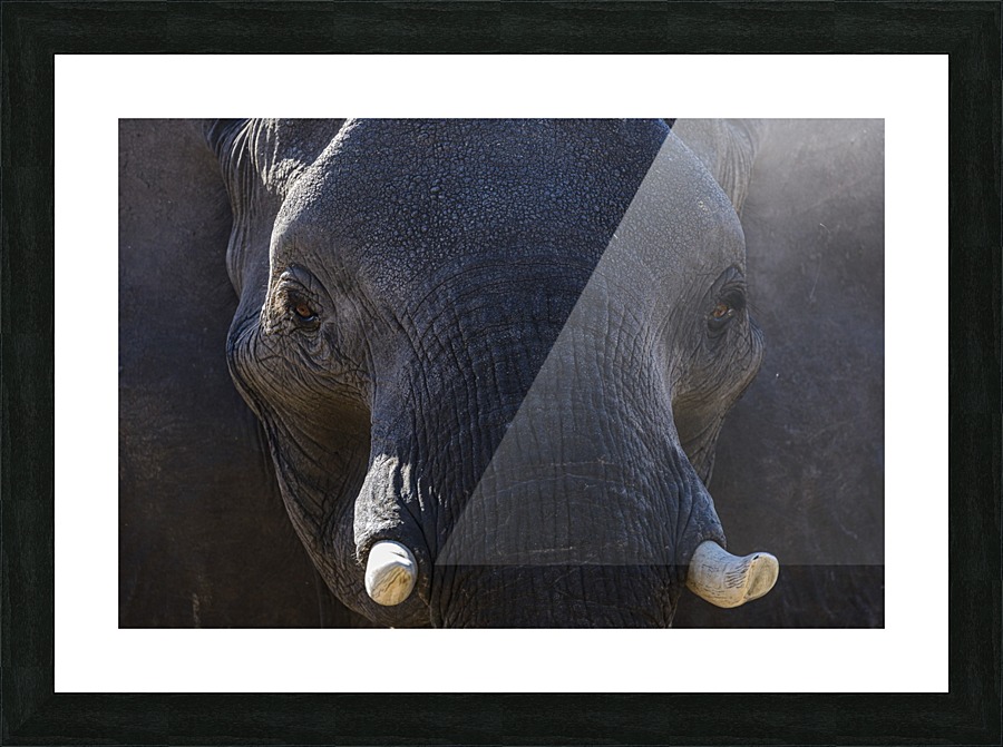 elephant 04 Picture Frame print