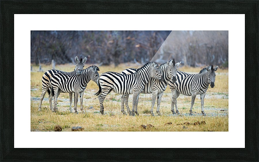 zebra 01 Picture Frame print