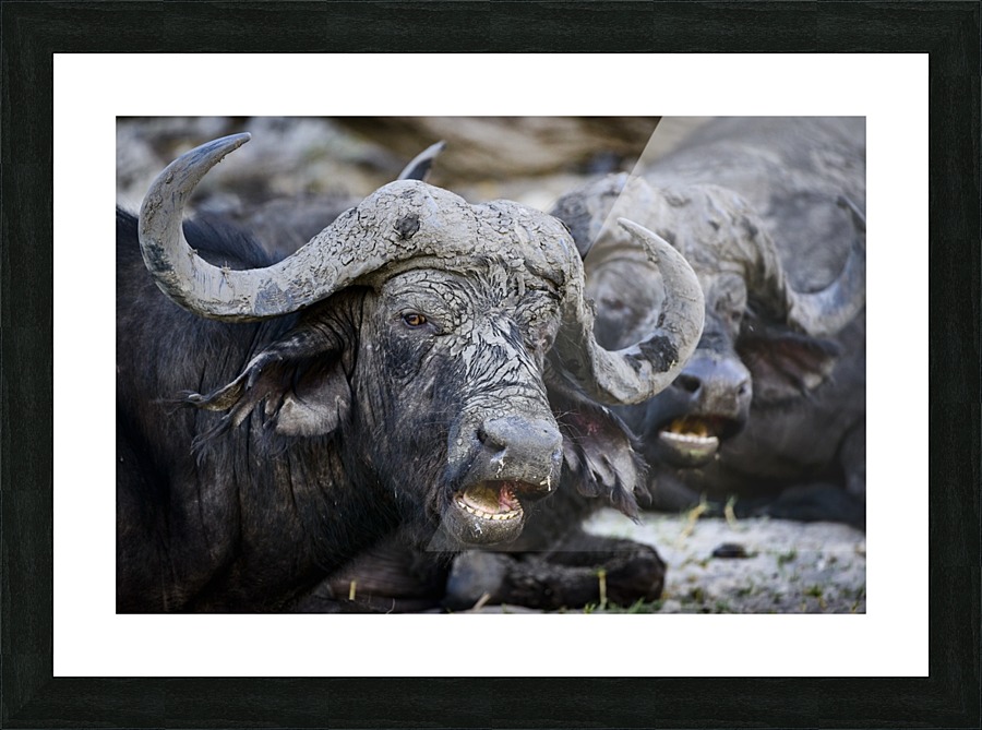 buffalo 02 Picture Frame print