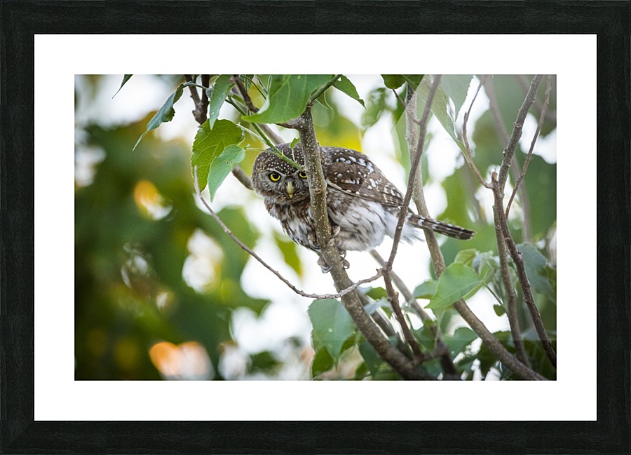 owl 01 Picture Frame print
