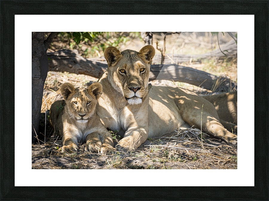 Lion cub 03 Picture Frame print