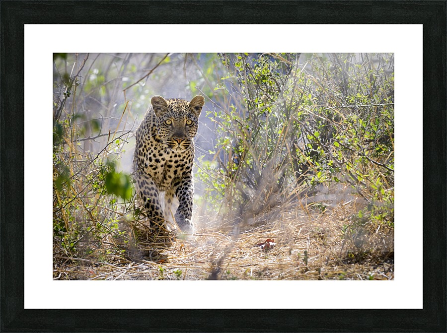 leopard-01 Picture Frame print