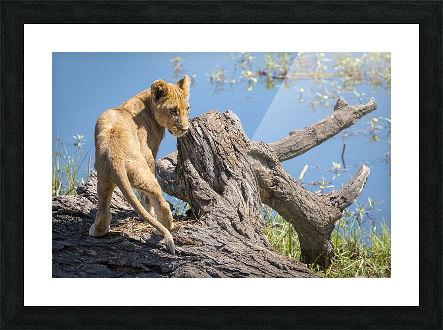 Lion cub 02 Picture Frame print