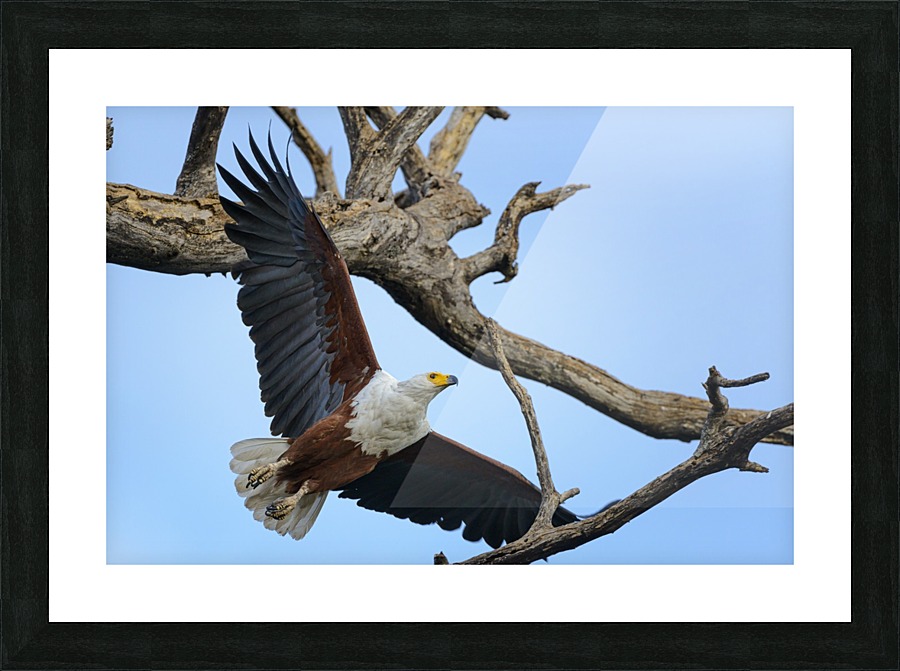 african fish eagle Picture Frame print