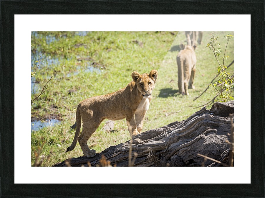 Lion cub 01 Picture Frame print