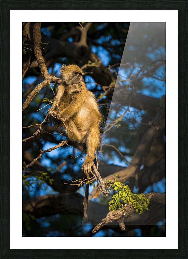 baboon 03 Picture Frame print