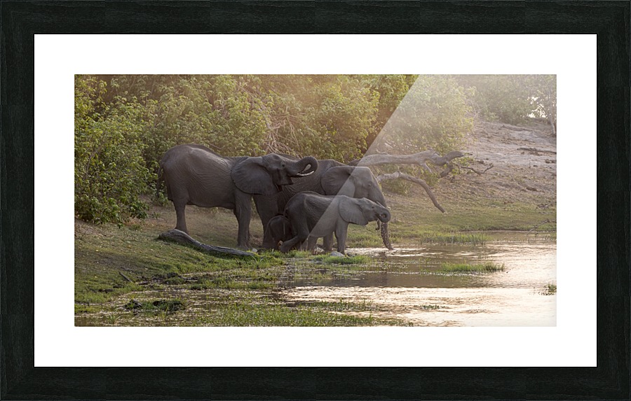 elephant 02 Picture Frame print