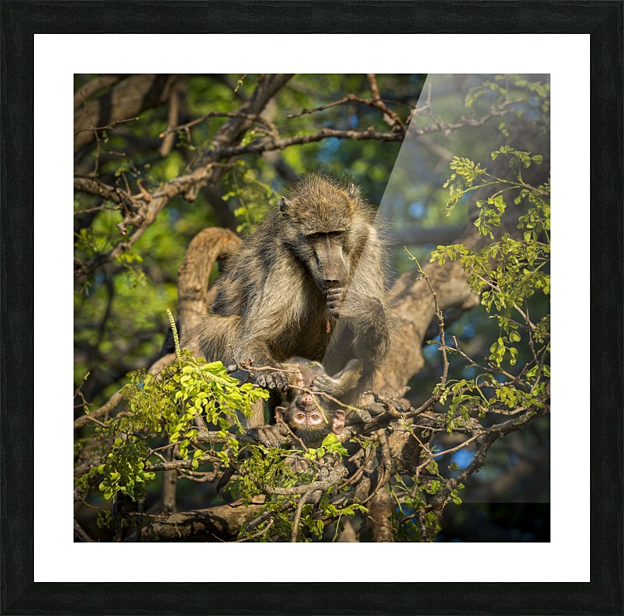 baboon 02 Picture Frame print