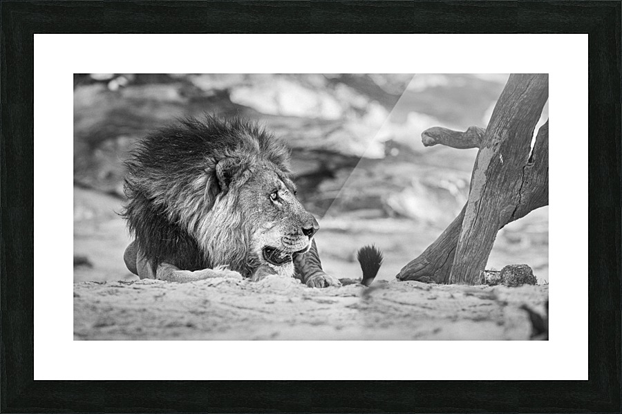 lion 01 Picture Frame print