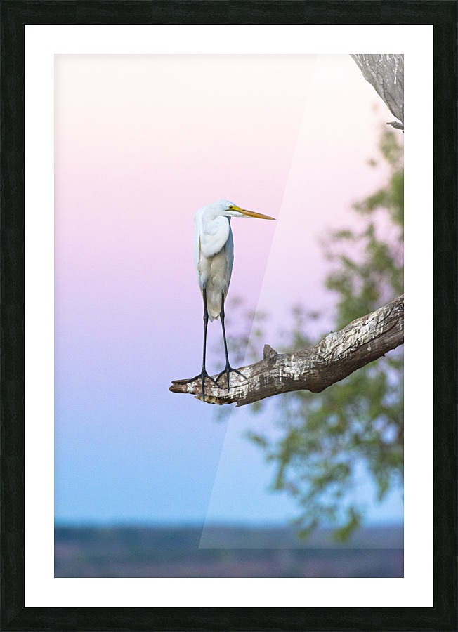 Great egret 01 Picture Frame print