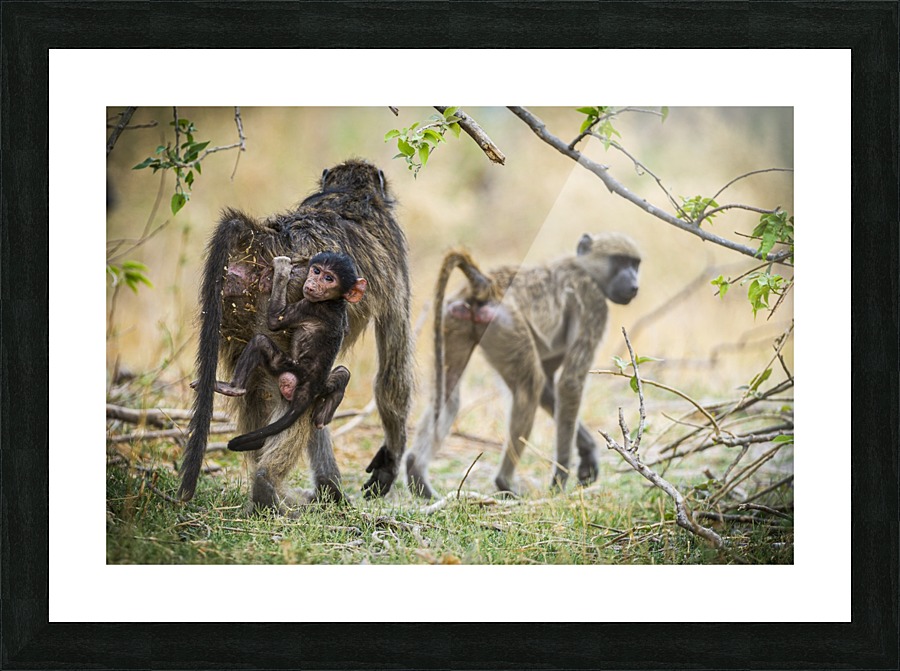 baboon 01 Picture Frame print