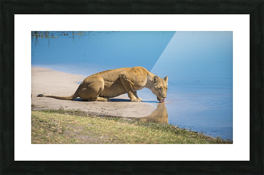 lioness 01 Picture Frame print