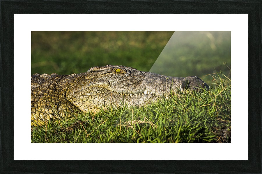 crocodile 01 Picture Frame print