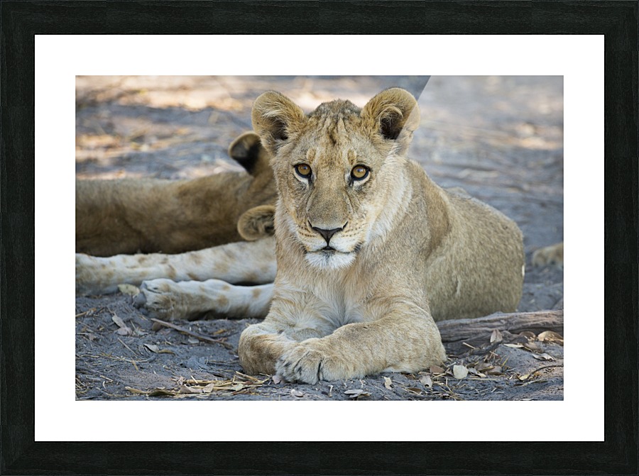 Lion cub 05 Picture Frame print