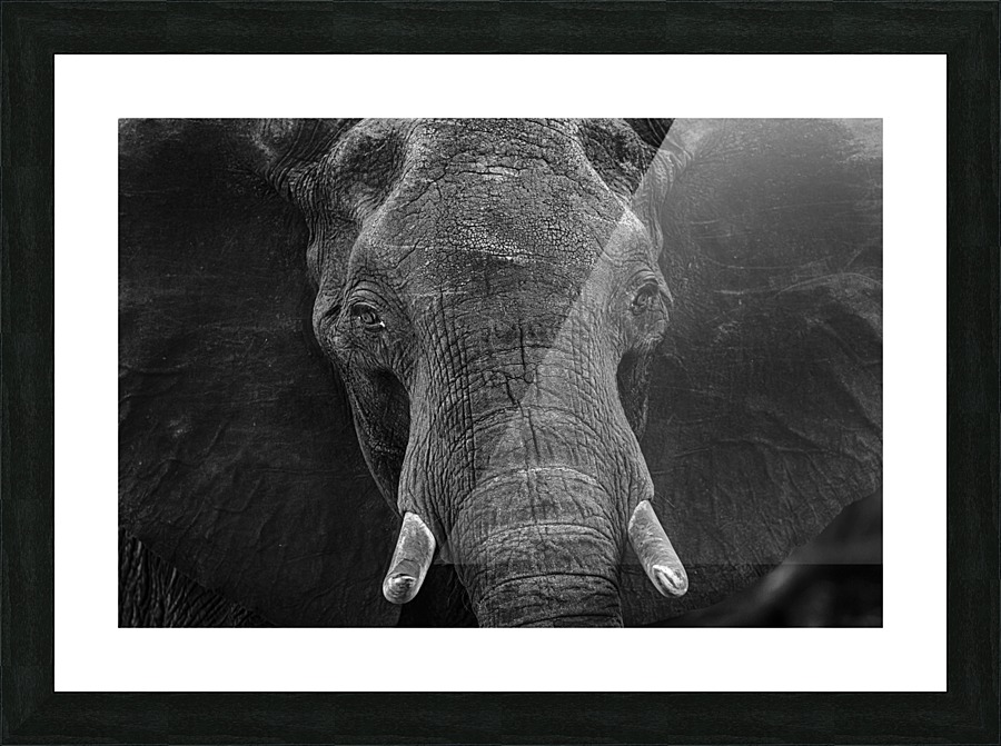 elephant 03 Picture Frame print