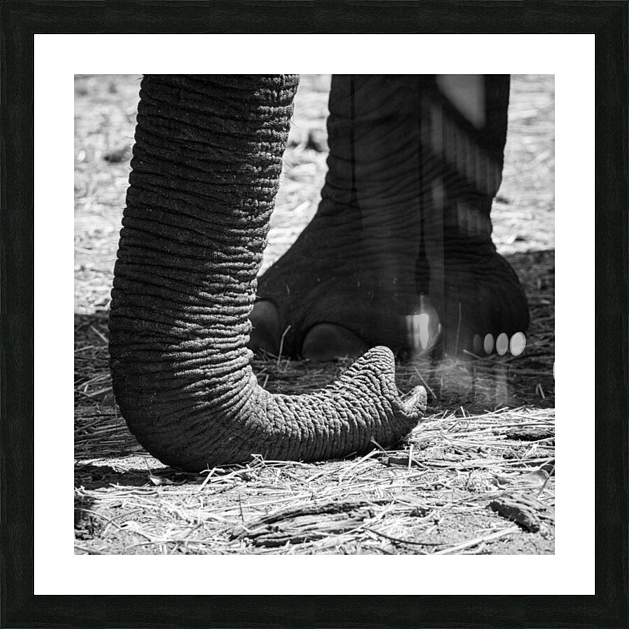 elephant 04 Picture Frame print