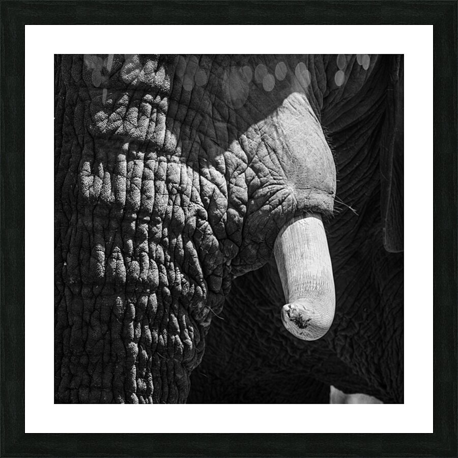 elephant 05 Picture Frame print