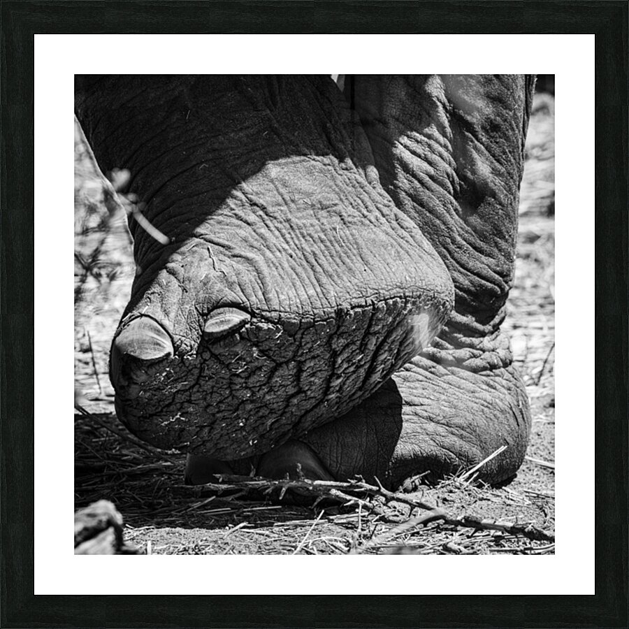 elephant 06 Picture Frame print