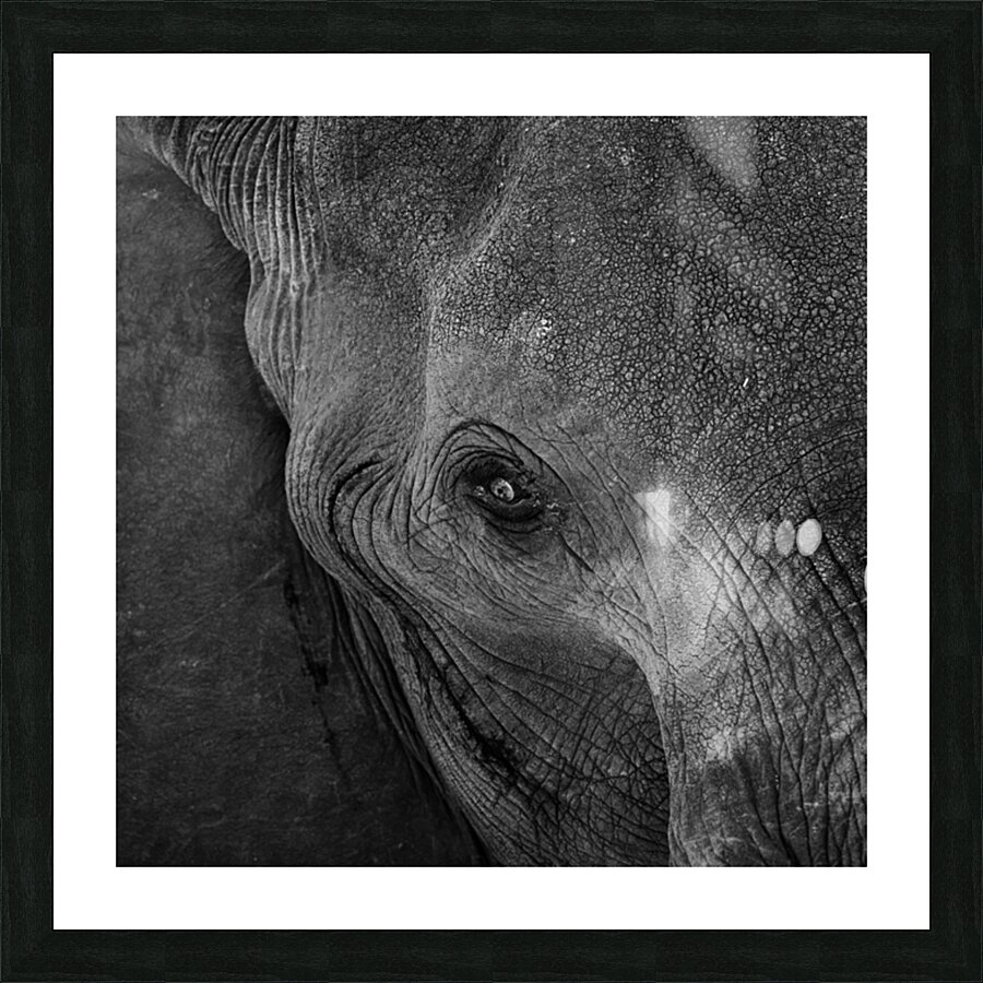 elephant 07 Picture Frame print