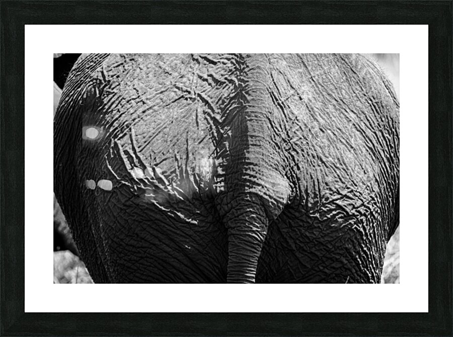 elephant 08 Picture Frame print