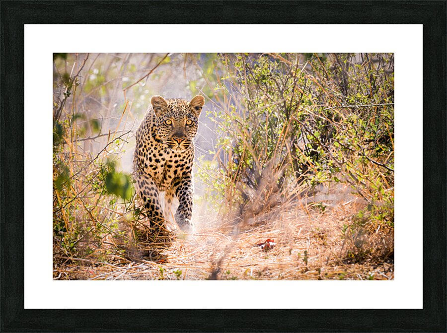 leopard 01 Picture Frame print