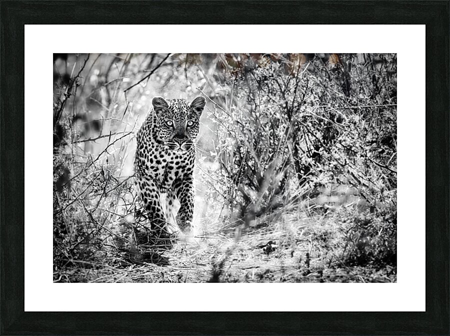 leopard 02 Picture Frame print