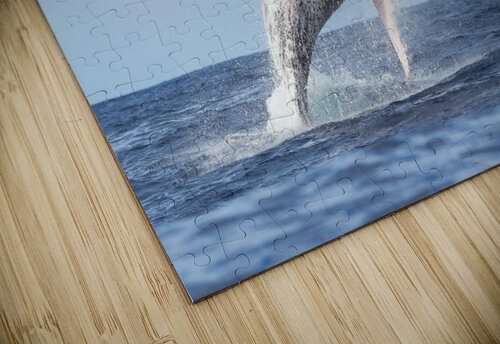 humpback whale 01 Sylvain Girardot puzzle