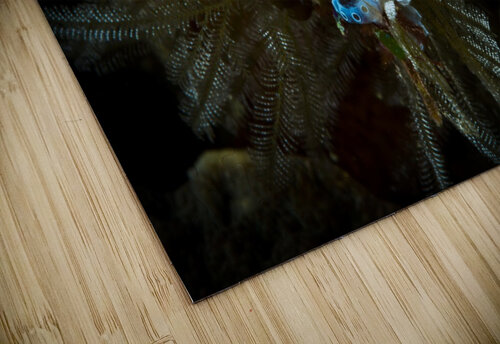 sea squirt Sylvain Girardot puzzle