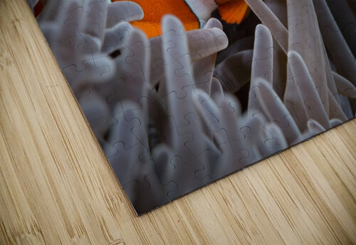 clown fish. 02 Sylvain Girardot puzzle