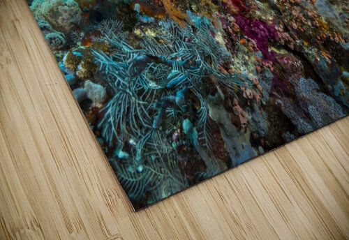 reef 01 Sylvain Girardot puzzle