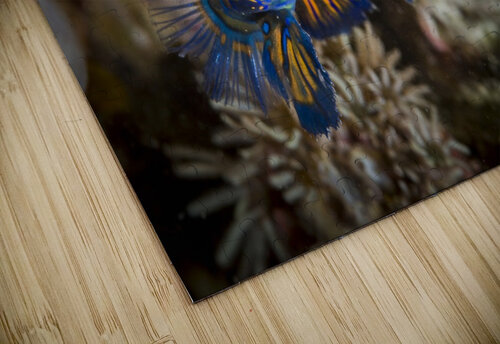 mandarinfish Sylvain Girardot puzzle