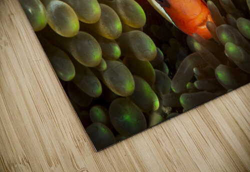 clown fish. 03 Sylvain Girardot puzzle