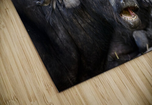 buffalo 02 Sylvain Girardot puzzle