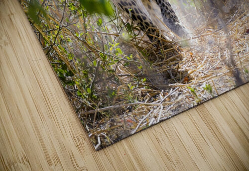 leopard-01 Sylvain Girardot puzzle
