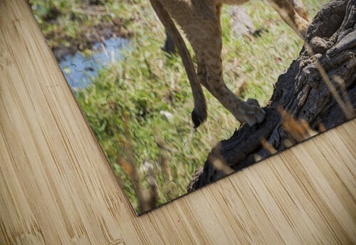 Lion cub 01 Sylvain Girardot puzzle