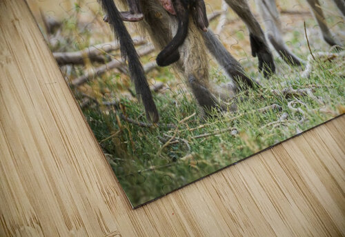 baboon 01 Sylvain Girardot puzzle
