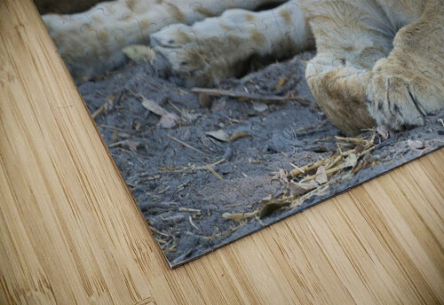 Lion cub 05 Sylvain Girardot puzzle
