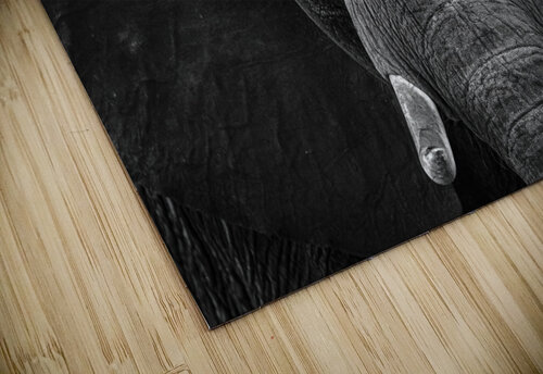 elephant 03 Sylvain Girardot puzzle