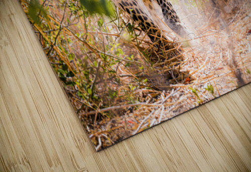 leopard 01 Sylvain Girardot puzzle