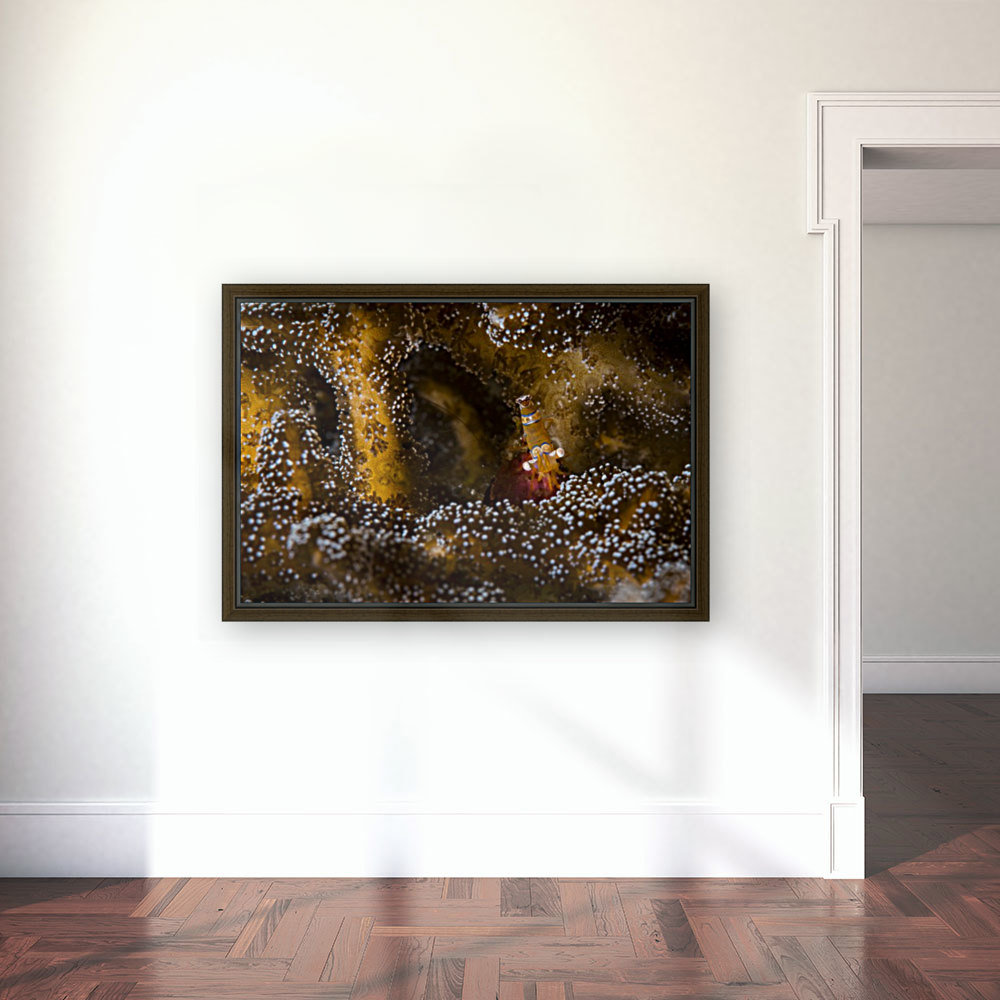 shrimp 01 Reproduction
