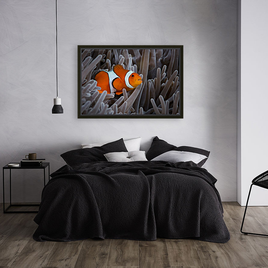 clown fish. 02 Reproduction