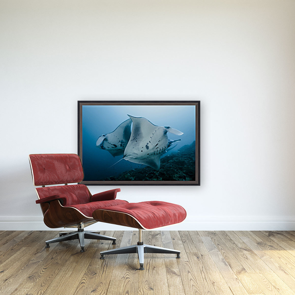 manta ray 01 Reproduction