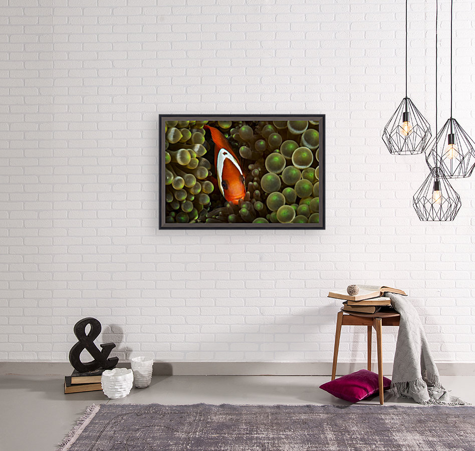 clown fish. 03 Reproduction