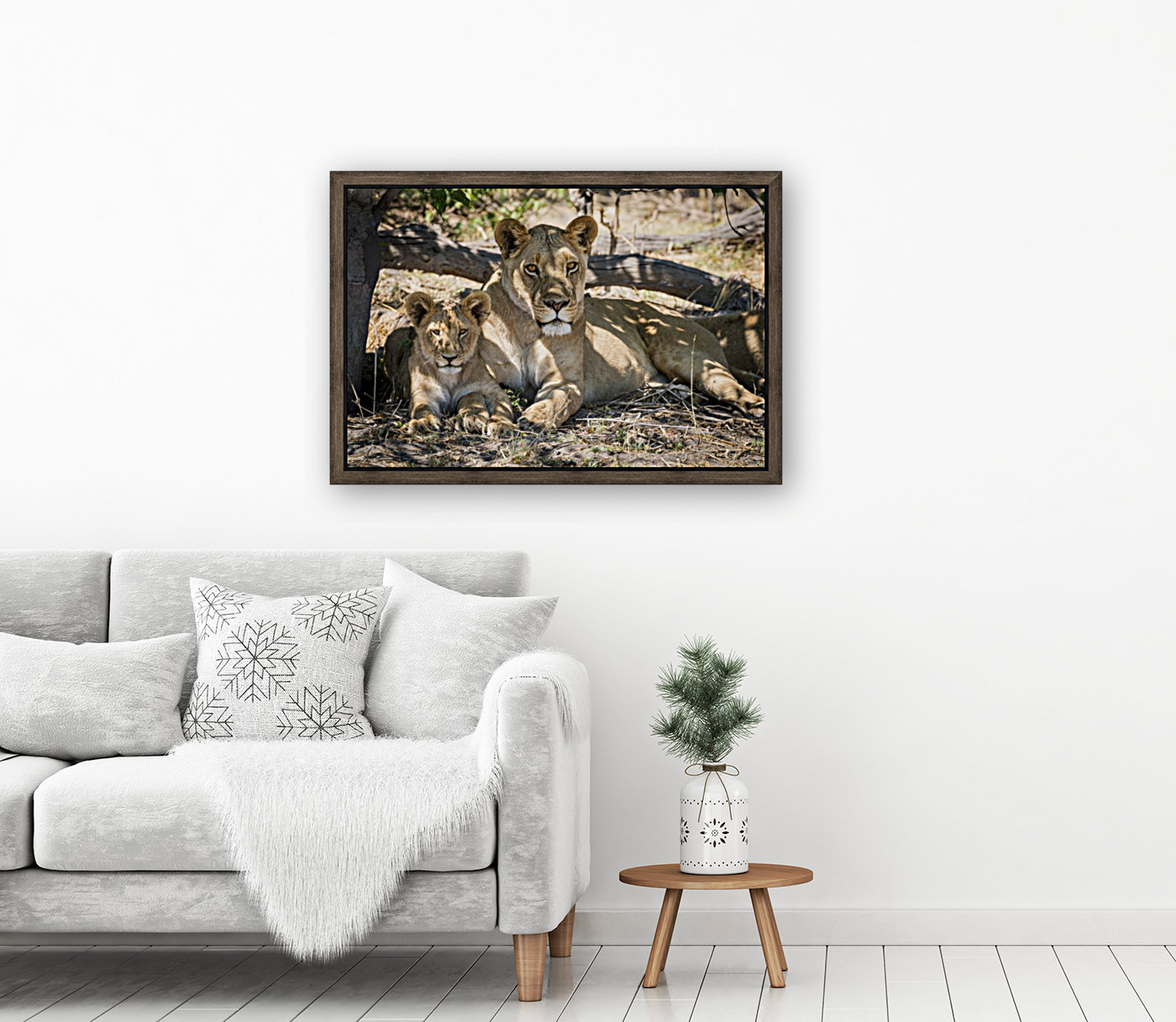 Lion cub 03 Reproduction